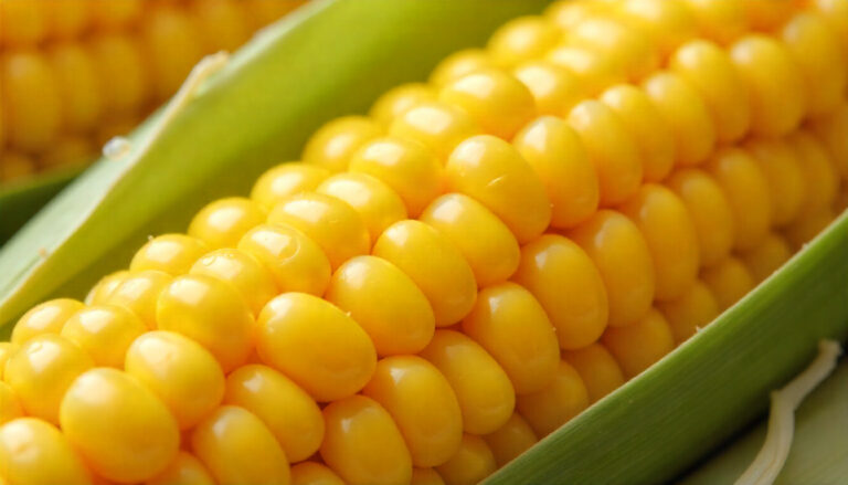 FPO Corn: Boosting Farmer Income and Sustainable Agriculture FPO corn